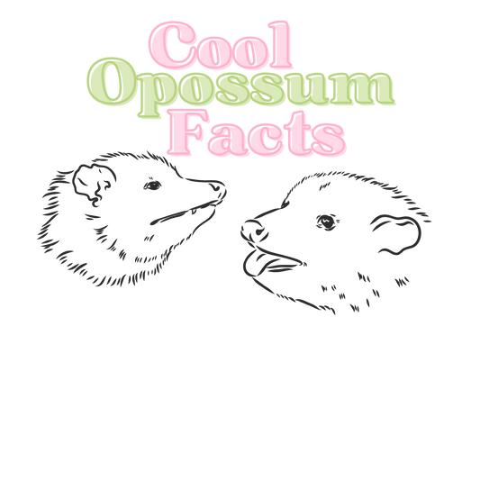 Cool Opossum Facts