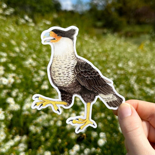 Crested Caracara Vinyl Sticker