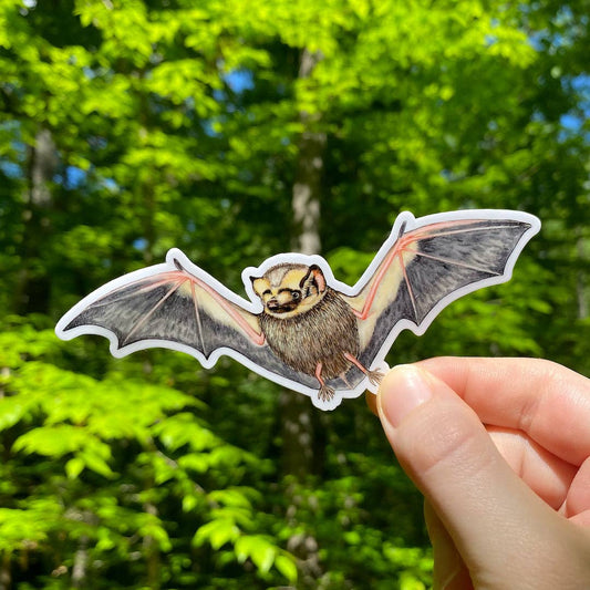 Hoary Bat Vinyl Sticker