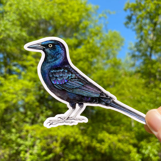Common Grackle Vinyl Sticker